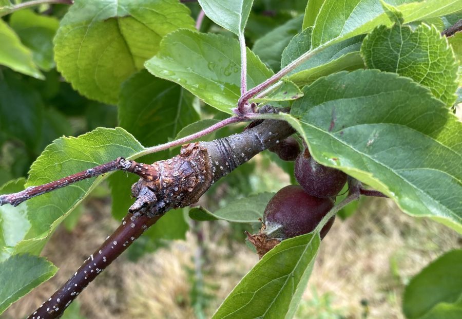 Orchard trials developing novel solutions for a sustainable future