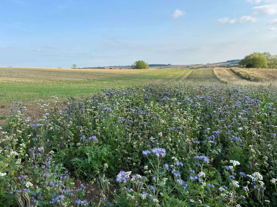 New Natural Capital Knowledge Hub