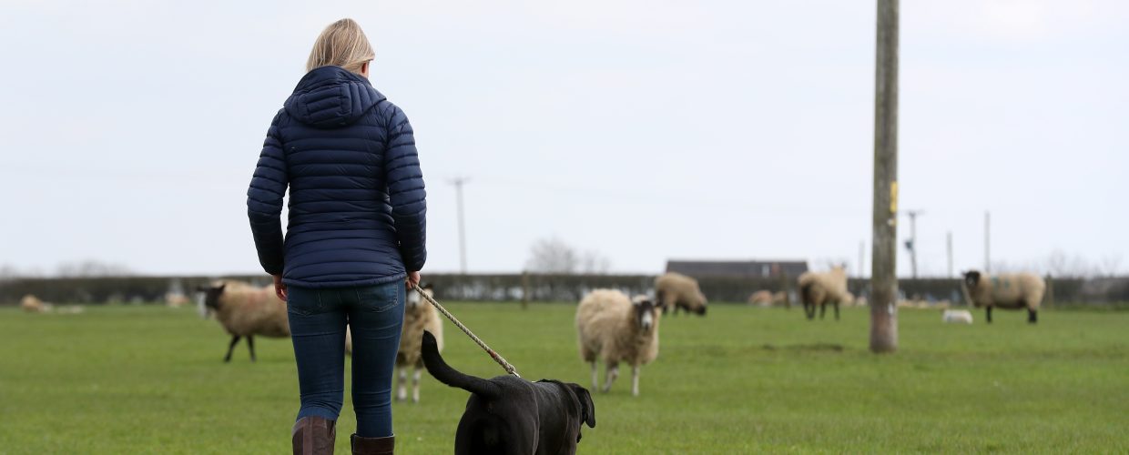 Sheep worrying becomes personal