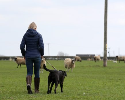 Sheep worrying becomes personal