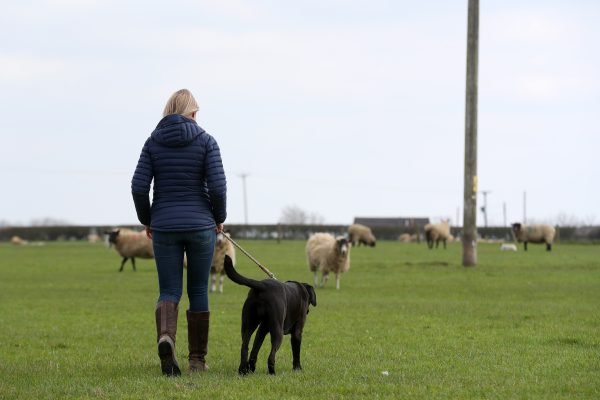Sheep worrying becomes personal