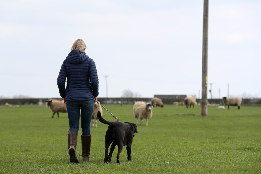 Sheep worrying becomes personal
