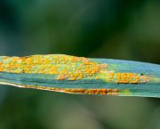 Yellow rust main disease of note so far