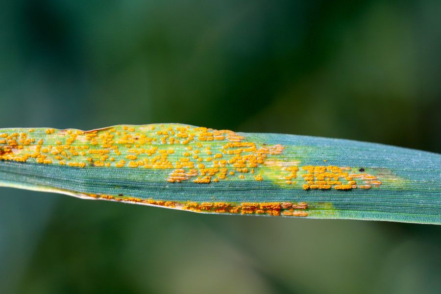 Yellow rust main disease of note so far