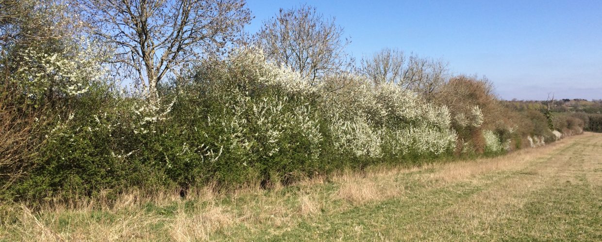 MIKE KETTLEWELL: Hedges significantly increase biodiversity
