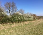 MIKE KETTLEWELL: Hedges significantly increase biodiversity