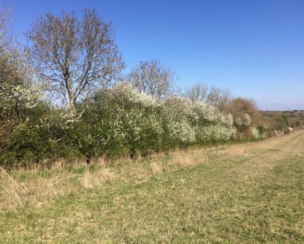 MIKE KETTLEWELL: Hedges significantly increase biodiversity