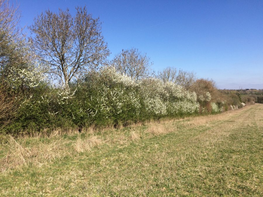 MIKE KETTLEWELL: Hedges significantly increase biodiversity