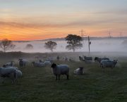 MONICA AKEHURST: Ewe-lambs can be so irresponsible