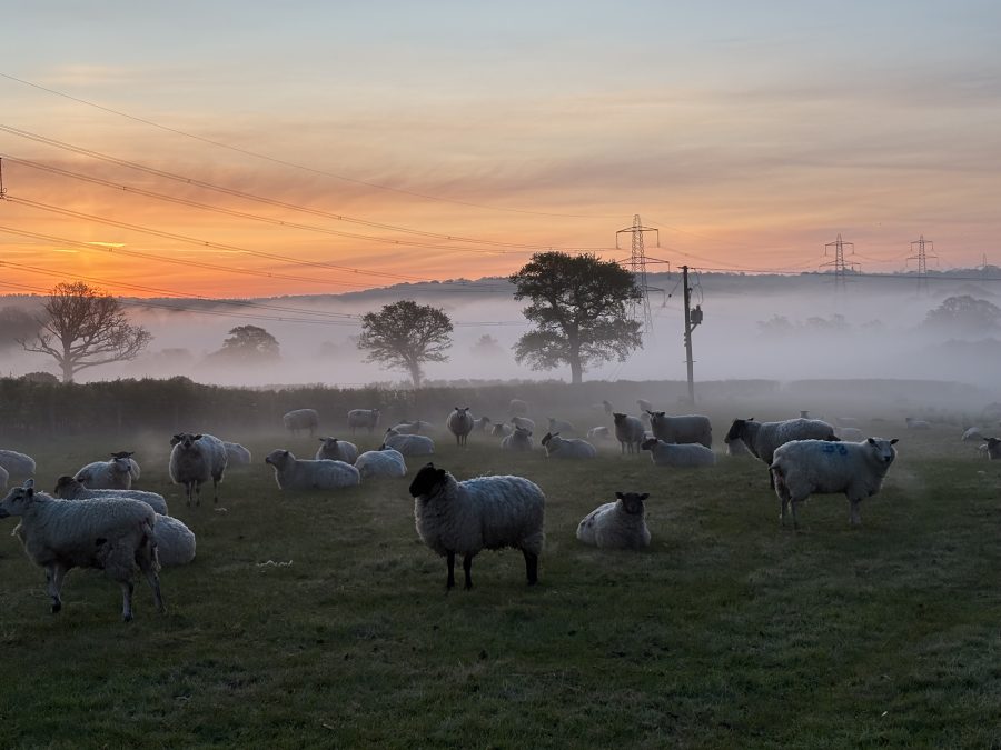 MONICA AKEHURST: Ewe-lambs can be so irresponsible