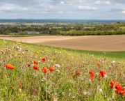 DEFRA u-turn provides lifeline