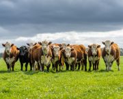 Control of Johnes in beef herds