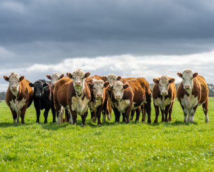Control of Johnes in beef herds