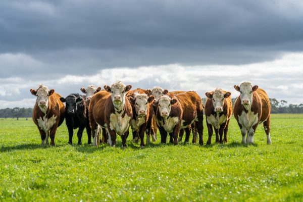 Control of Johnes in beef herds
