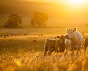 The father of regenerative farming