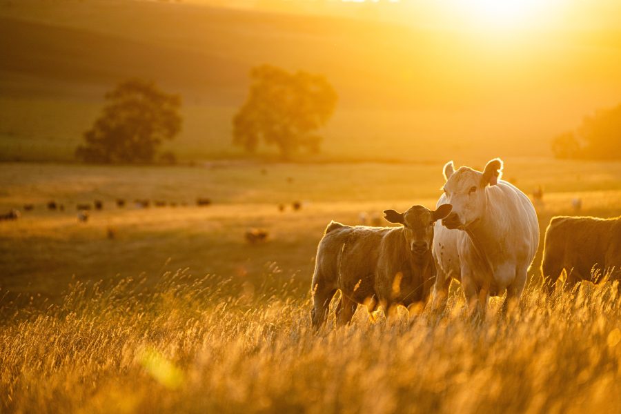 The father of regenerative farming