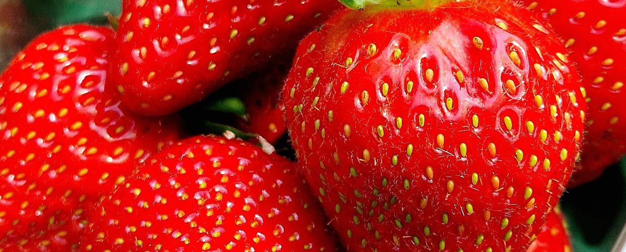 Inside the UK’s most advanced glasshouse growing strawberries