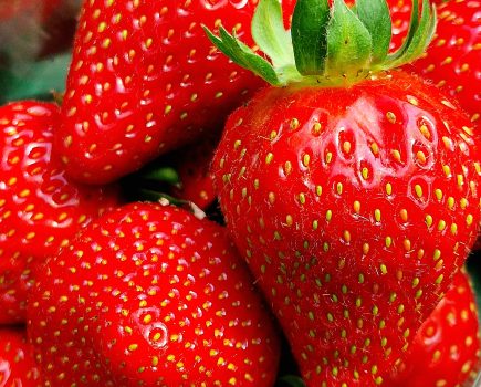 Inside the UK’s most advanced glasshouse growing strawberries