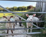 MONICA AKEHURST: Sheep are infuriating