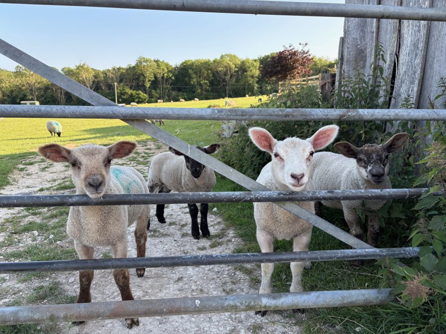 MONICA AKEHURST: Sheep are infuriating