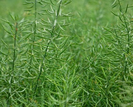 Timing is everything for OSR desiccation