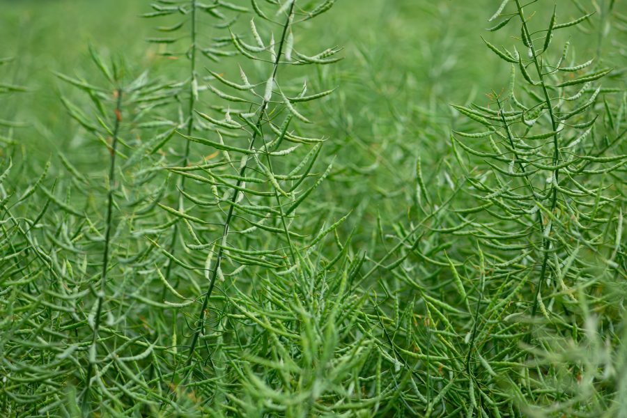 Timing is everything for OSR desiccation