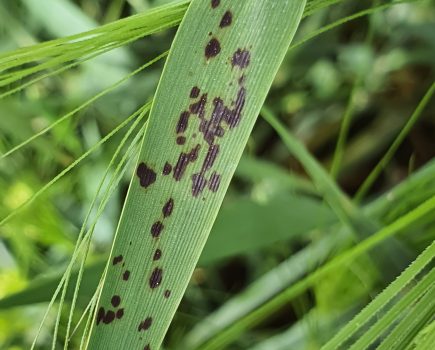 Dry conditions complicate barley disease control