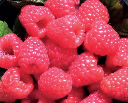 Annual review summarises latest fruit research results