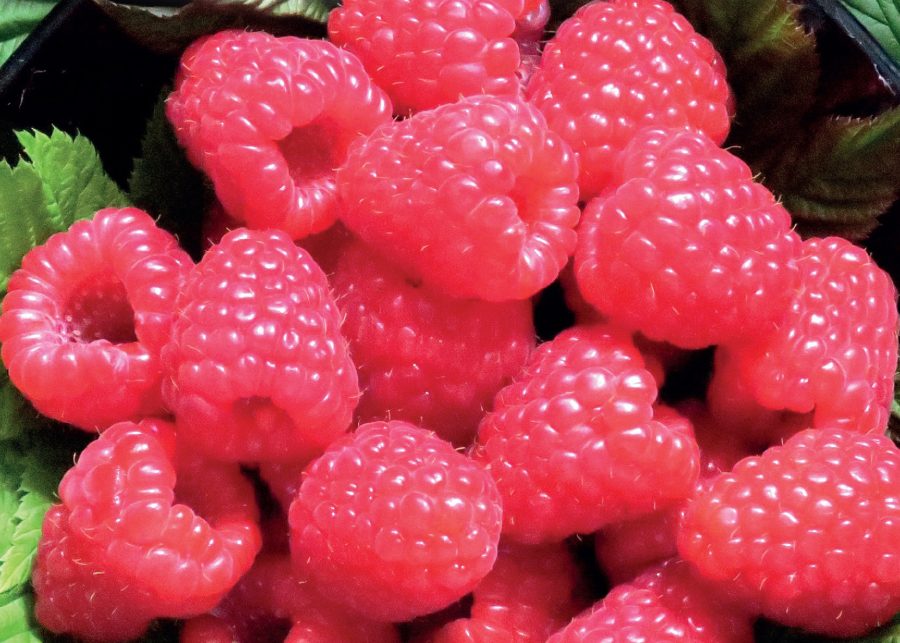 Annual review summarises latest fruit research results
