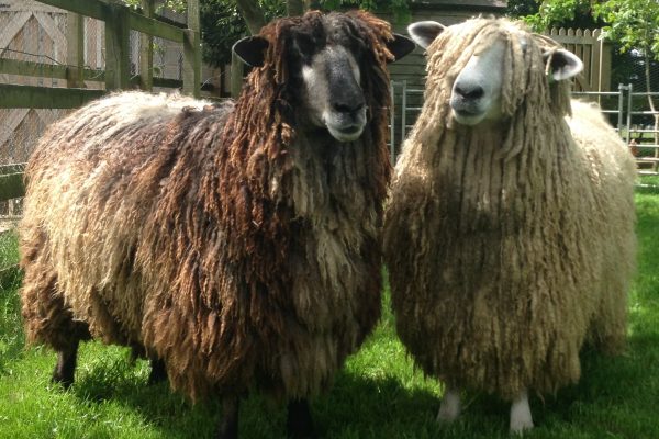 Two iconic UK sheep breeds fall to urgent priority