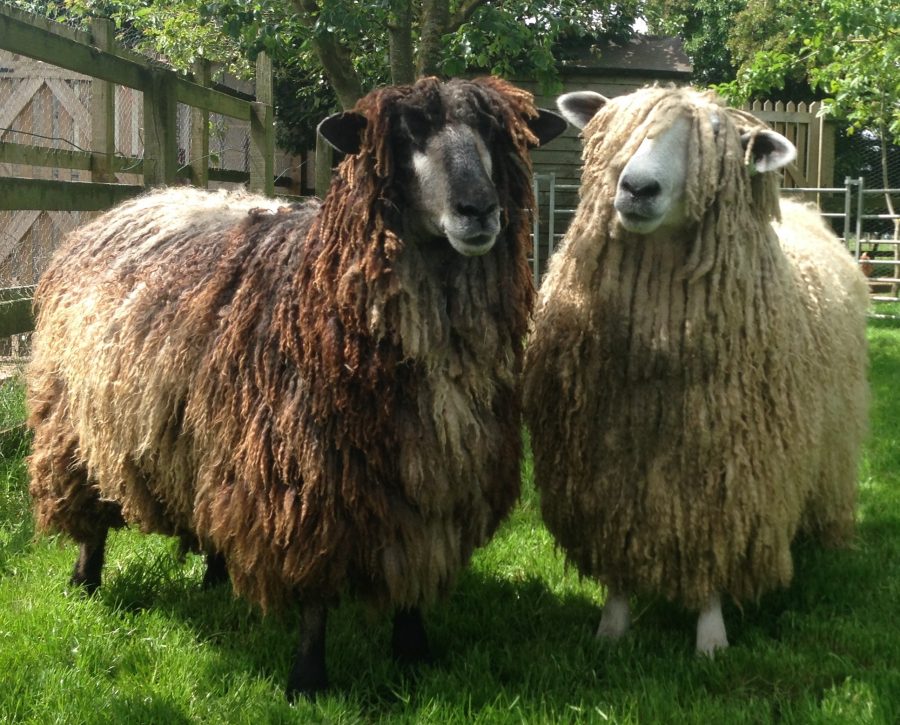 Two iconic UK sheep breeds fall to urgent priority