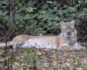 ALAN WEST: Apex predators and the tribulations of sheep production