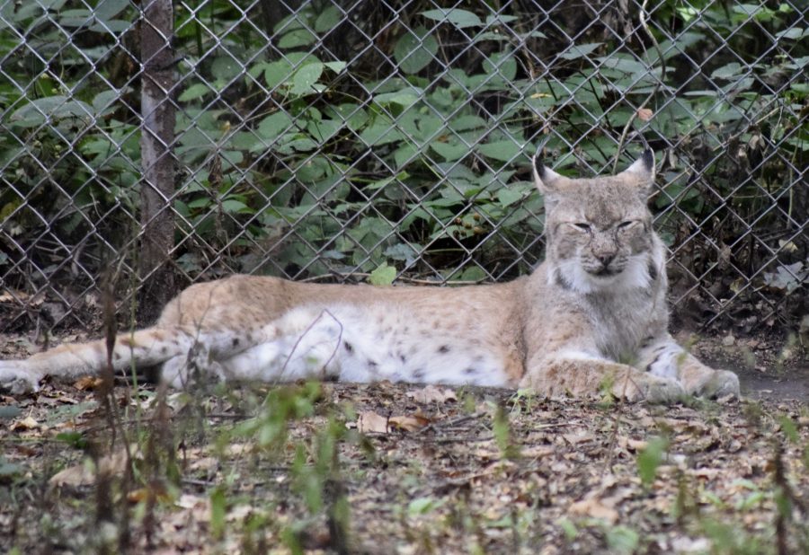 ALAN WEST: Apex predators and the tribulations of sheep production