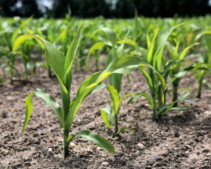Three steps to optimise weed control in maize