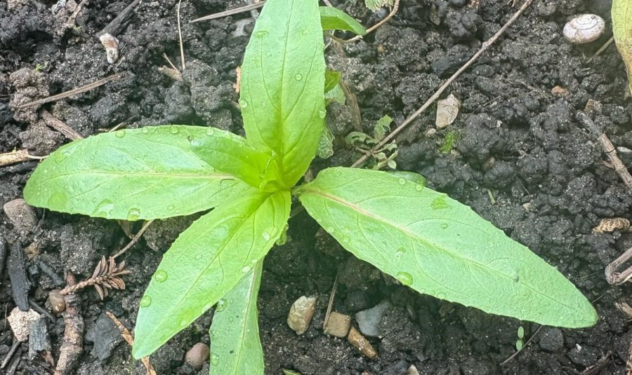 Tackling willowherb in arable crops this spring