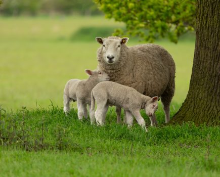 A proactive approach to preventing sheep abortion