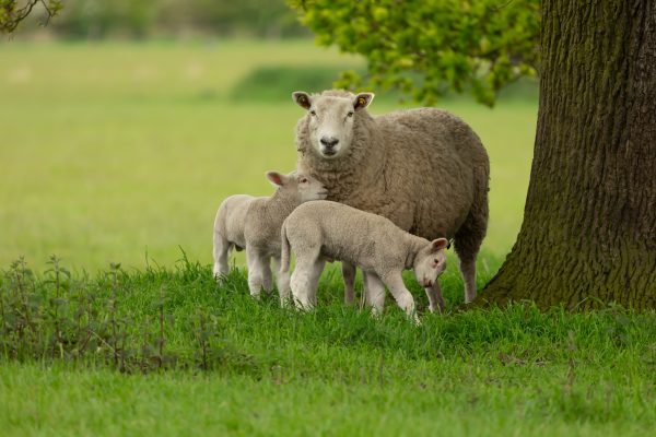 A proactive approach to preventing sheep abortion