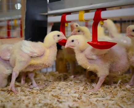 Experts use fishmeal alternative to improve poultry feed