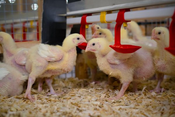 Experts use fishmeal alternative to improve poultry feed