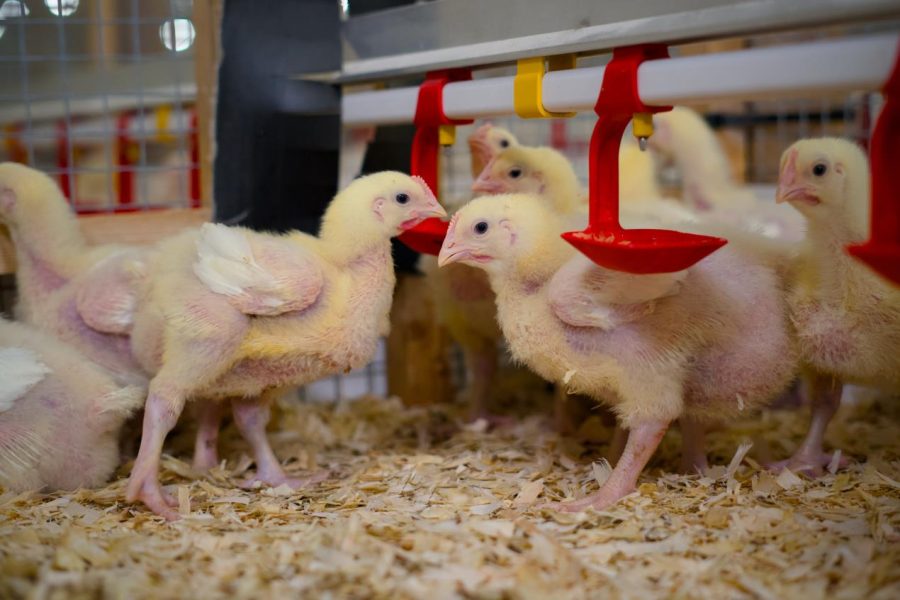 Experts use fishmeal alternative to improve poultry feed