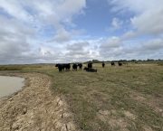 MONICA AKEHURST: Will we get rain, or will it pass us by?