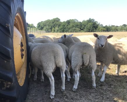 ALAN WEST: Pedigree should reflect good commercial practice