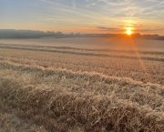 ANITA HICKSON: Many straw-for-muck deals
