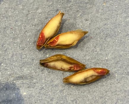 Grain harvest: early start and early finish?