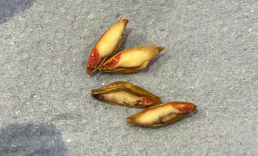 Grain harvest: early start and early finish?