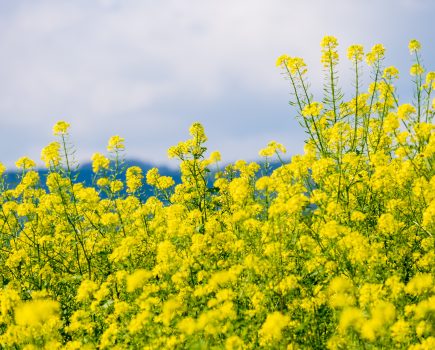 Record yields predicted for OSR 2025