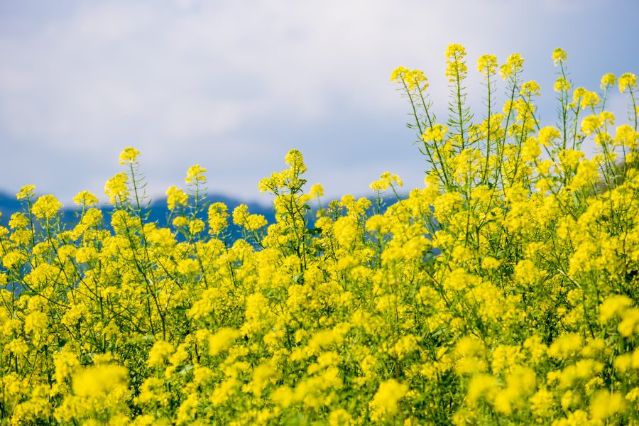 Record yields predicted for OSR 2025