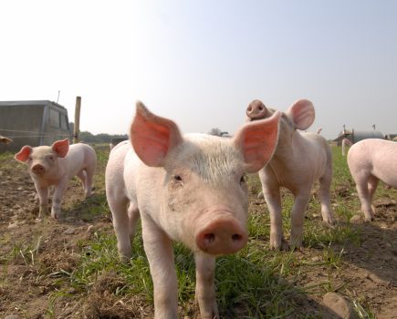 New regulations aimed at a fairer pig supply chain