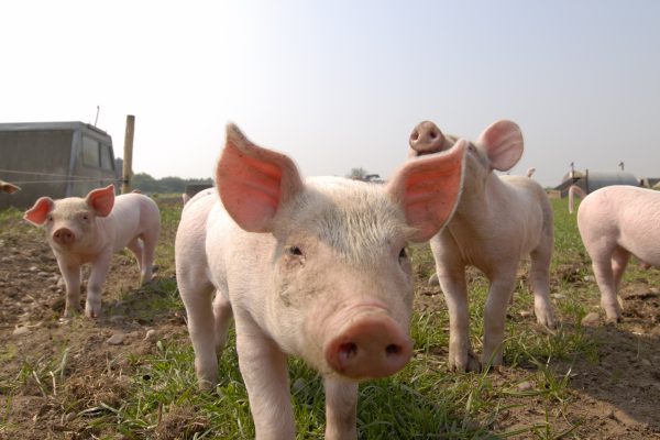 New regulations aimed at a fairer pig supply chain