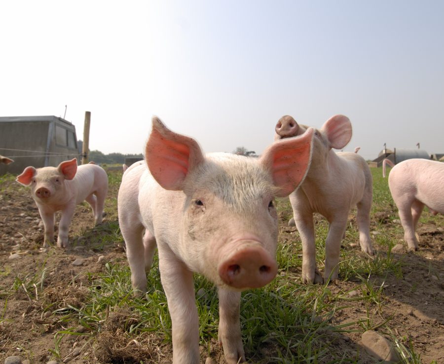 New regulations aimed at a fairer pig supply chain